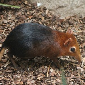 Black and rufous sengi