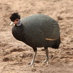 Crested guineafowl