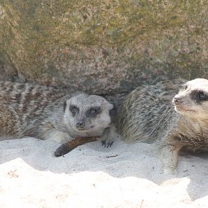 Meerkats
