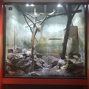 Small Mammal House - Northern Luzon Giant Cloud Rat Exhibit