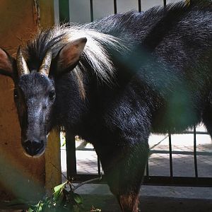 Chinese serow