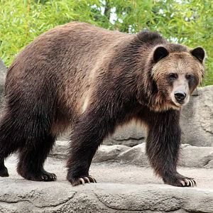 Oct. 2018 - Wilderness Trek - Grizzly Bear