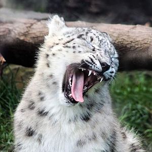 Oct. 2018 - Asian Highlands (New! 2018) - Snow Leopard Cub