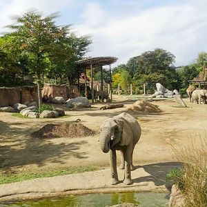 Oct. 2018 - African Elephant Crossing - Savanna Range (30,000 Sq. Ft. Exhibit)