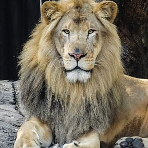 Oct. 2018 - African Savanna - Doc