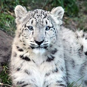 Oct. 2018 - Asian Highlands (New! 2018) - Snow Leopard Cub