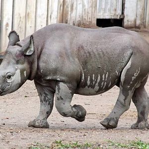 Oct. 2018 - African Savanna - Eastern Black Rhinoceros Calf