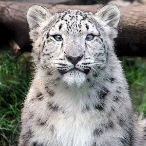 Oct. 2018 - Asian Highlands (New! 2018) - Snow Leopard Cub