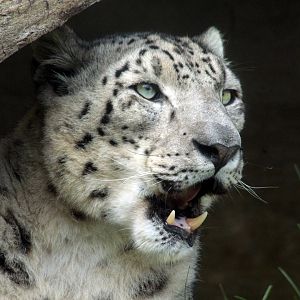 Oct. 2018 - Asian Highlands (New! 2018) - Snow Leopard