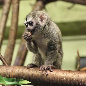 Such a cutie, I want one !