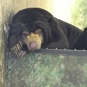 Sleepy Sun Bear