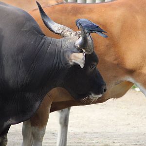 Just a bird resting on a Baateng