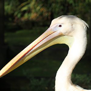 I'll keep this Brief, this is a Pelican