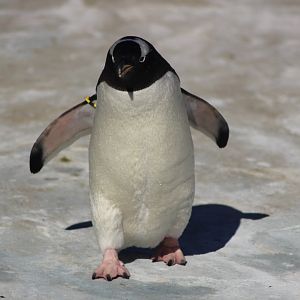 The Penguin who got all the fish !
