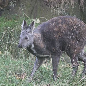 Musk Deer