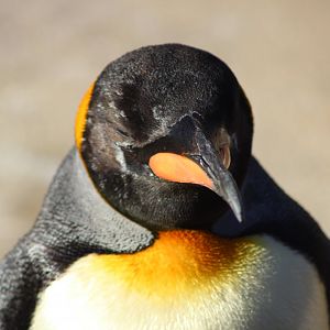 King Penguin
