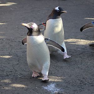 Penguins on Parade