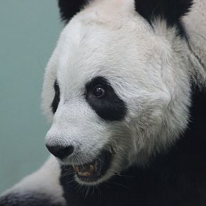 Panda Close Up