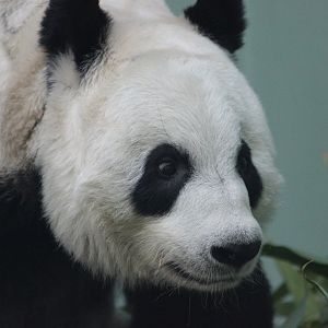 It may just be the OCD in me, but I really wanna pluck that rogue hair !