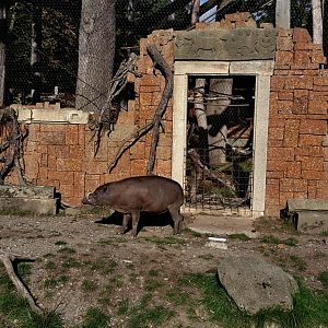Babirusa - male Kendari