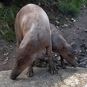 Babirusa - Rose and her piglet