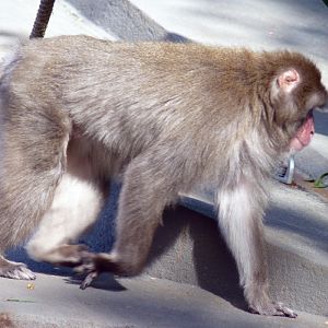 Japanese macaque (Macaca fuscata)