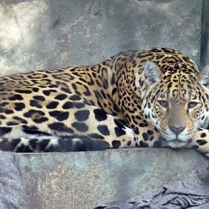 Jaguar (Panthera onca)