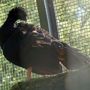 Red-billed curassow (Crax blumenbachii) female