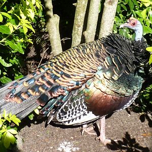 Ocellated turkey (Meleagris ocellata)
