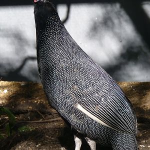 Crested guineafowl (Guttera pucherani)