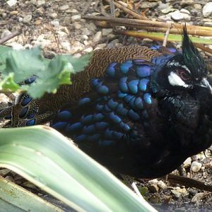 Palawan peacock-pheasant (Polyplectron napoleonis) male