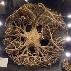 Supposedly Gorgonocephalus caputmedusae