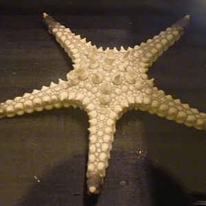 Calliaster regenerator (preserved specimen)