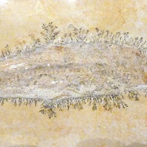 Fossil fish labelled as Leptolepis knorri