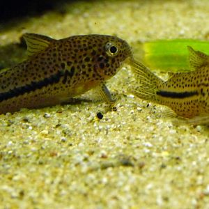 Coppename corydoras (Corydoras coppenamensis)