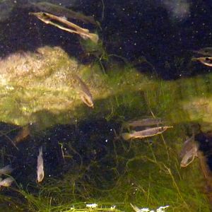 Siamese halfbeaks (Dermogenys siamensis)