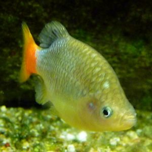 Redtail spiltfin (Xenotoca eiseni)