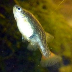 Blackbelly limia (Limia melanogaster)