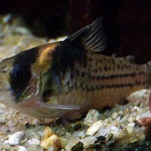 Suriname corydoras (Corydoras surinamensis)