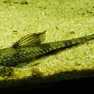 Whiptail catfish (Dasyloricaria filamentosa)