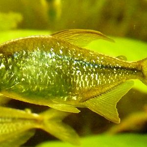 Diamond tetra (Moenkhausia pittieri)