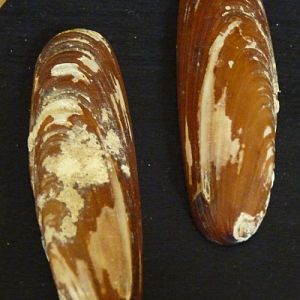 Sea date (Lithophaga lithophaga) shells