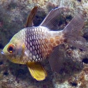 Pyjama cardinalfish (Sphaeramia nematoptera)