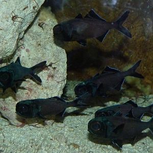 Splitfin flashlightfishes (Anomalops katoptron)