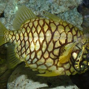 Australian pineapple fish (Cleidopus gloriamaris)