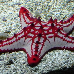 Red knob starfish (Protoreaster lincki)