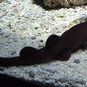 Short-tailed nurse shark (Pseudoginglymostoma brevicaudatum)