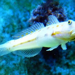 Maiden goby (Valenciennea puellaris)