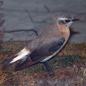 Taxidermy specimen of Northern wheatear (Oenanthe oenanthe)