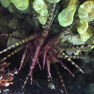 Crown-spined pencil urchin (Prionocidaris baculosa)